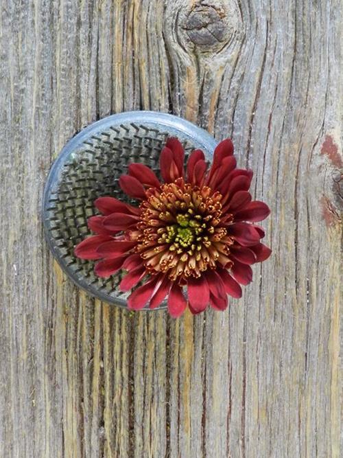 BRADFORD NOVELTY  RED POMPONS